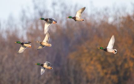 Farm Property for sale in Woodruff County, Arkansas