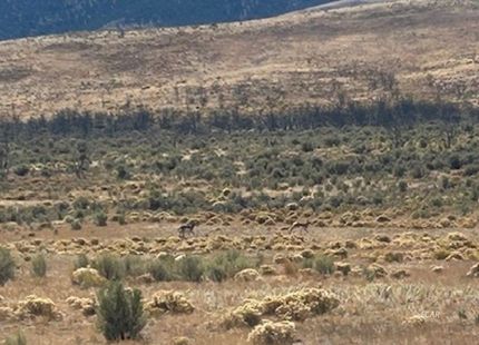Undeveloped Land for sale in Elko County, Nevada