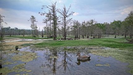 Farm Property for sale in Panola County, Texas