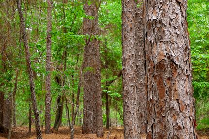 Recreational Property for sale in Burke County, Georgia
