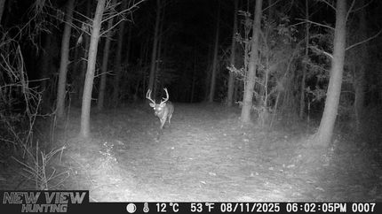 Farm Property in Dinwiddie County, Virginia