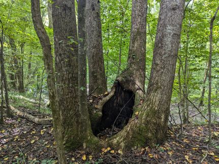 Timberland Property for sale in Macon County, Alabama