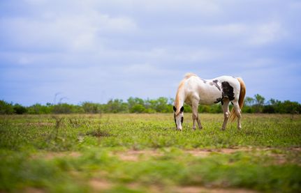 Farm Property for sale in Frio County, Texas
