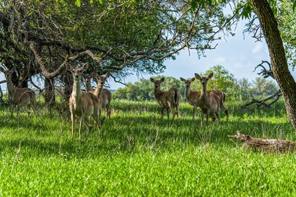 Horse Property for sale in Mills County, Texas