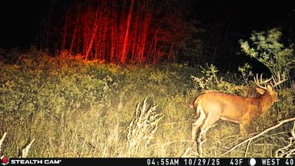 Recreational Property in Arenac County, Michigan