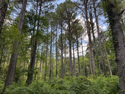 Timberland Property for sale in Leake County, Mississippi