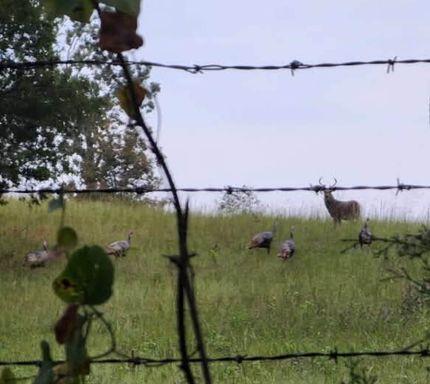 Undeveloped Land for sale in Oregon County, Missouri