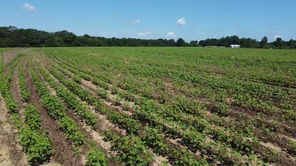 Farm Property for sale in Geneva County, Alabama