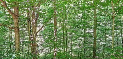 Farm Property for sale in Gilmer County, West Virginia