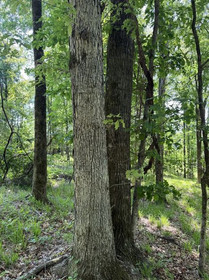 Farm Property for sale in Carroll County, Mississippi