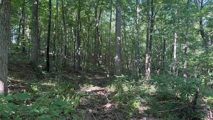 Undeveloped Land for sale in Logan County, Kentucky
