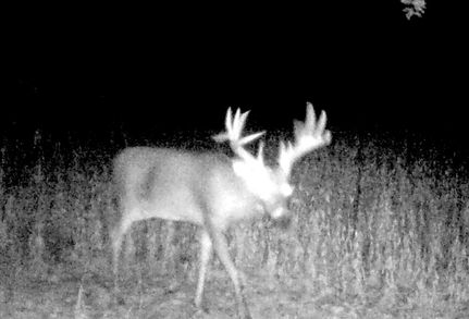 Farm Property for sale in Macoupin County, Illinois