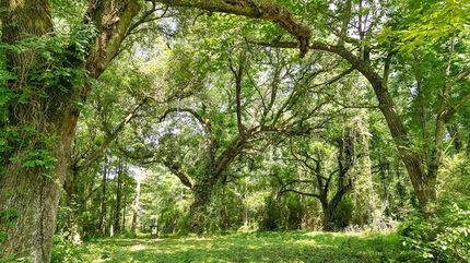 Farm Property for sale in Marion County, Mississippi