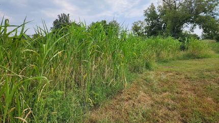 Timberland Property for sale in Ozark County, Missouri