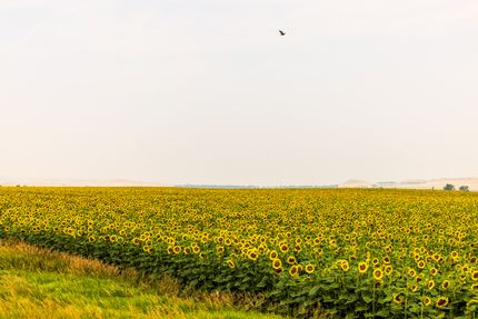 Ranch Property for sale in Adams County, North Dakota