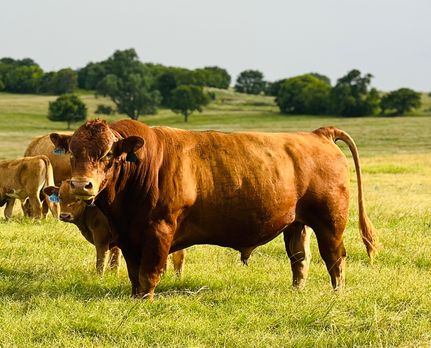 Ranch Property for sale in Cotton County, Oklahoma