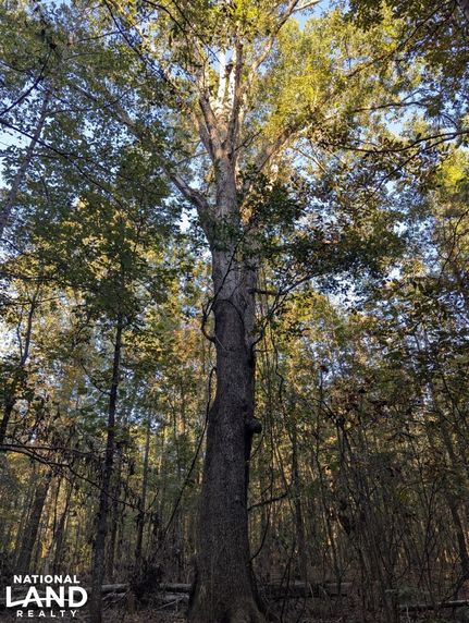 Recreational Property for sale in Oglethorpe County, Georgia