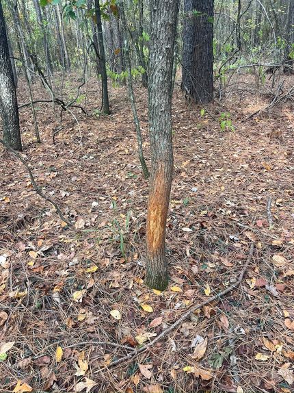 Ranch Property for sale in Hot Spring County, Arkansas