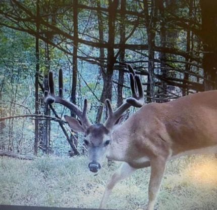 Farm Property for sale in Wayne County, Tennessee