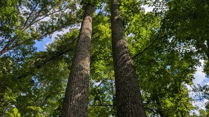 Farm Property for sale in Vinton County, Ohio