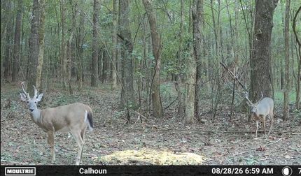 Timberland Property for sale in Calhoun County, Mississippi
