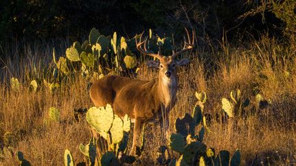 Recreational Property for sale in Mason County, Texas