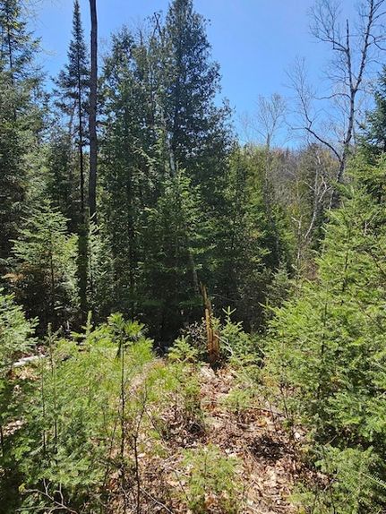 Undeveloped Land for sale in Oscoda County, Michigan