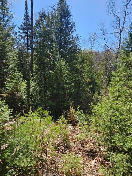 Farm Property for sale in Oscoda County, Michigan