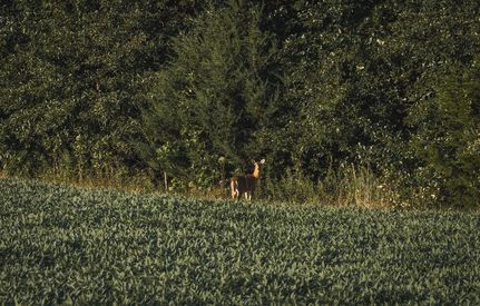 Farm Property for sale in Adams County, Illinois
