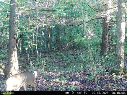 Hunting Land for sale in Steuben County, New York