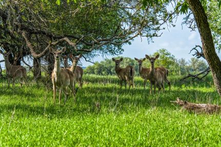 Ranch Property for sale in Mills County, Texas