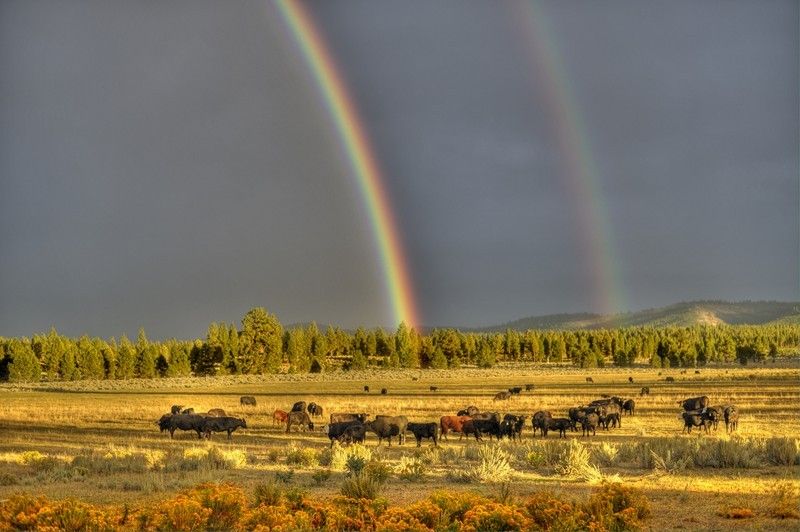 3,078.71 Acres, 21441 Skeen Ranch Rd., Sprague River, OR 97639 Land