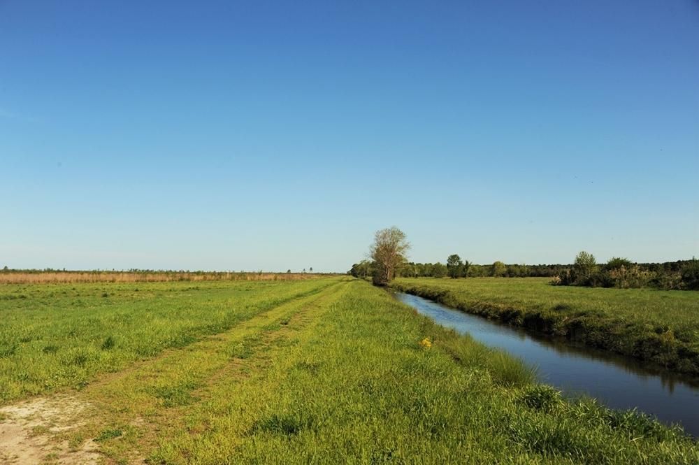 0 Gall Road, Belhaven, NC 27810 Land and Farm