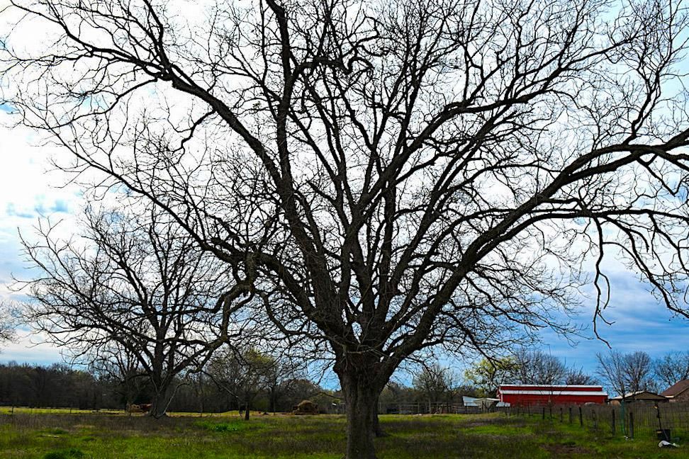 19.36 Acres, 688 County Road 3352, Saltillo, TX 75478 Land and Farm
