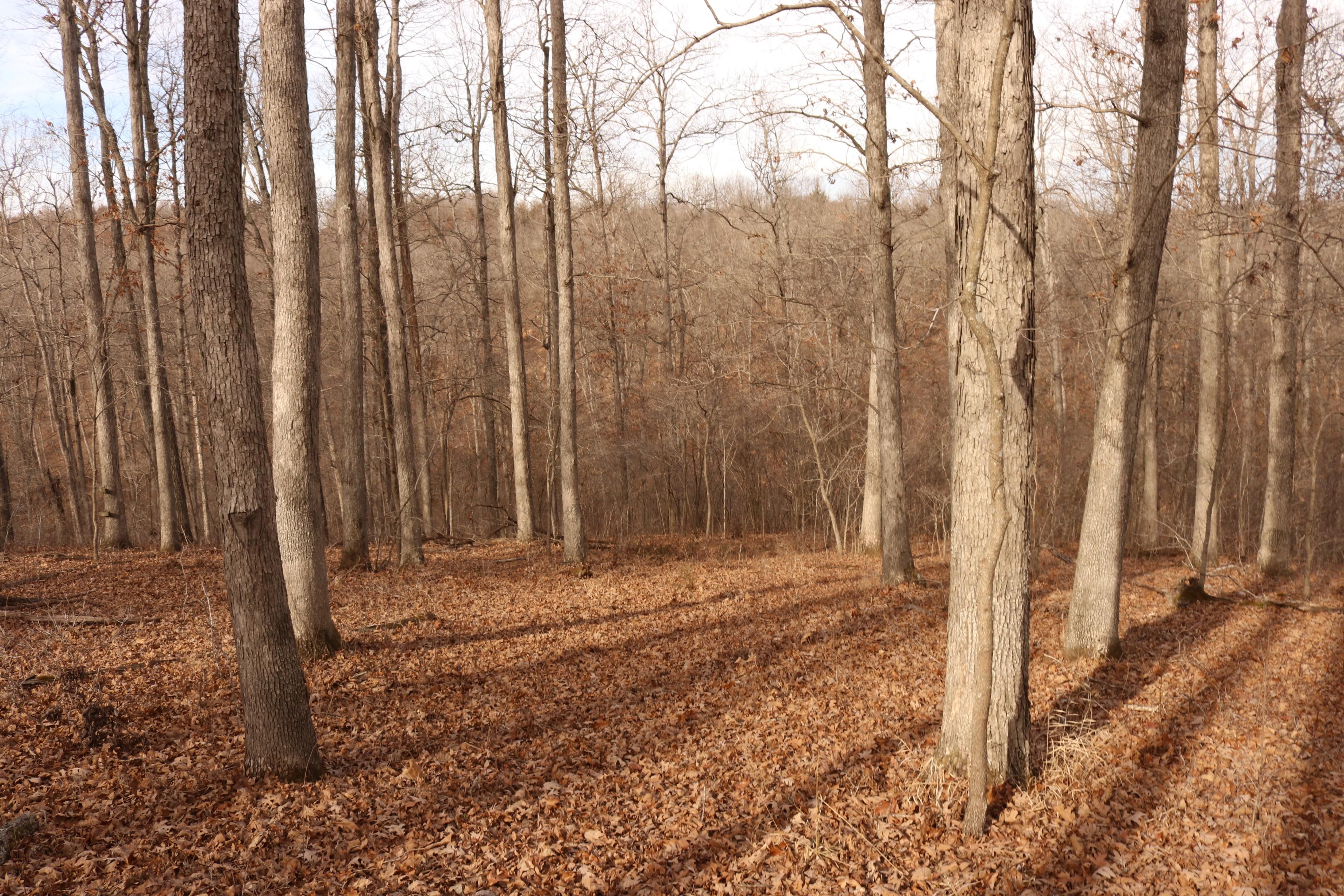 State Hwy WW, Lincoln, MO 65338 Land and Farm