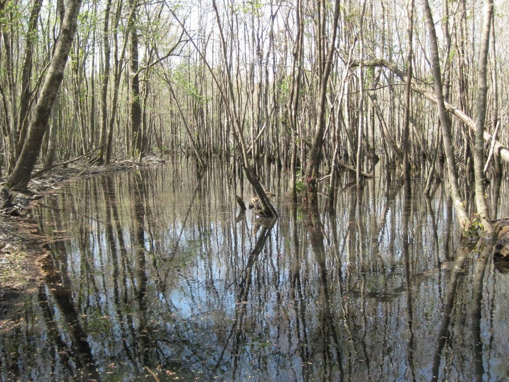 0 E Lynches River Road, Lamar, SC 29069 Land and Farm