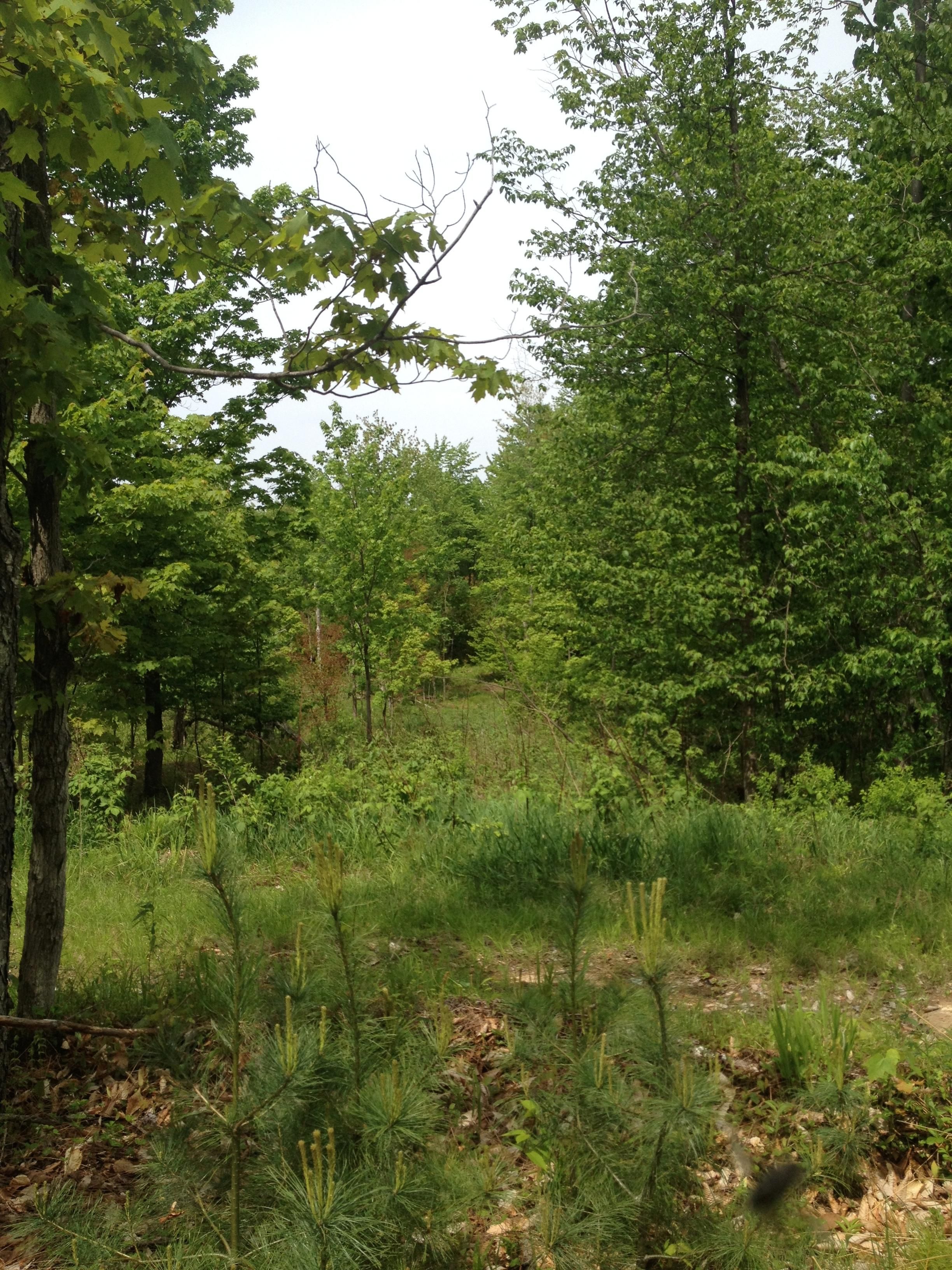 10 Acres, 3rd Rd., Castorland, NY 13620 Land and Farm