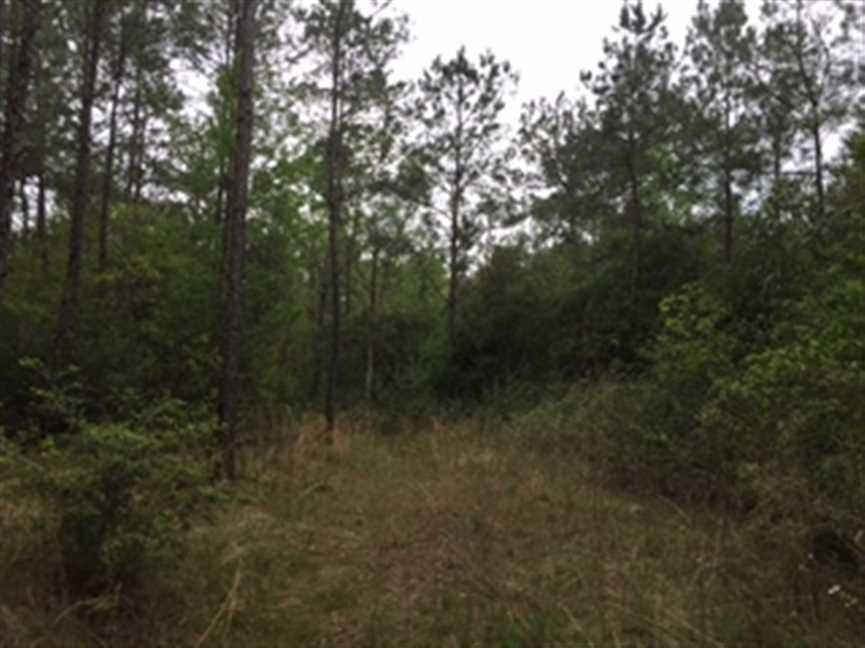 40 Acres, Broome School Road, Lucedale, MS 39573 Land and Farm