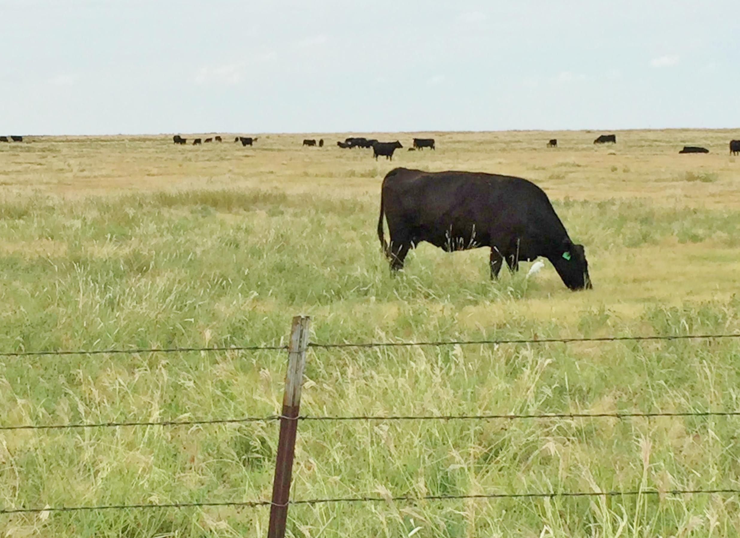 830 Acres, Perryton, TX 79070 Land and Farm