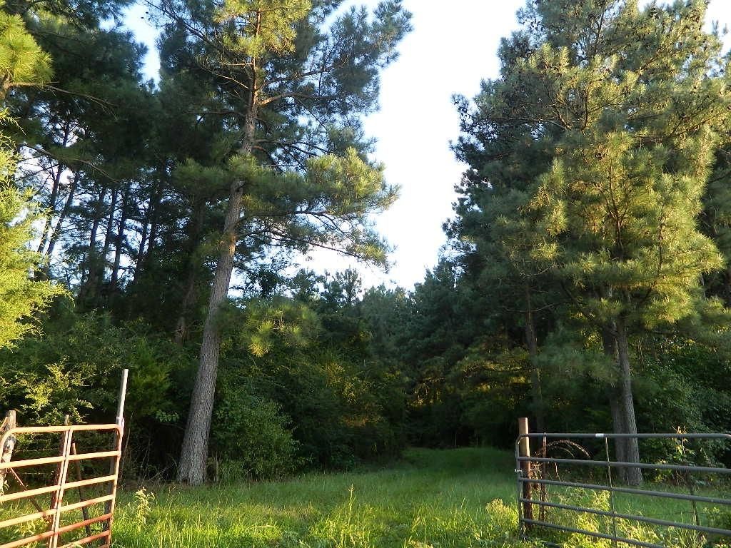 220 Acres, De Kalb, TX 75559 Land and Farm