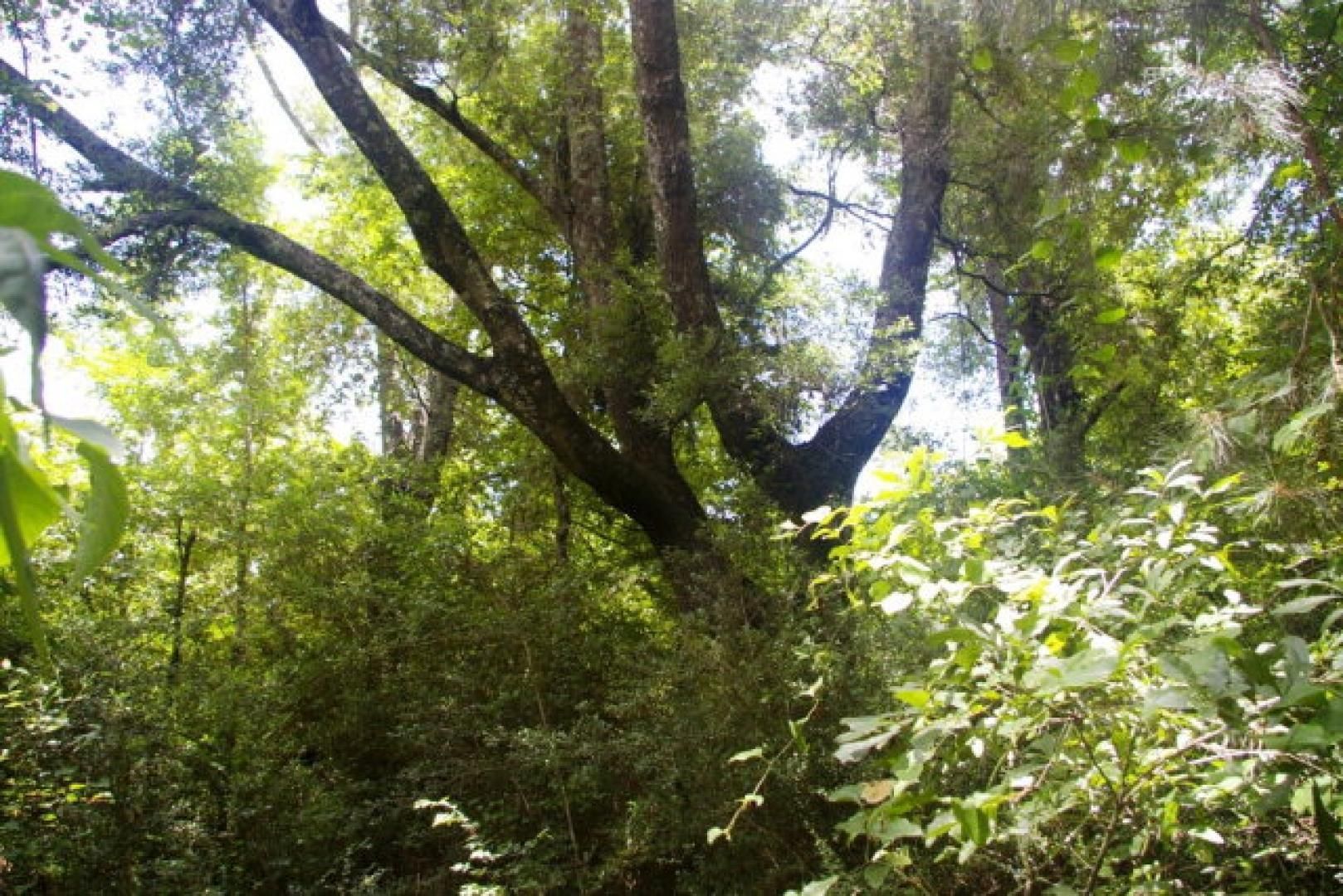 Wells Road, Summit, MS 39666 Land and Farm