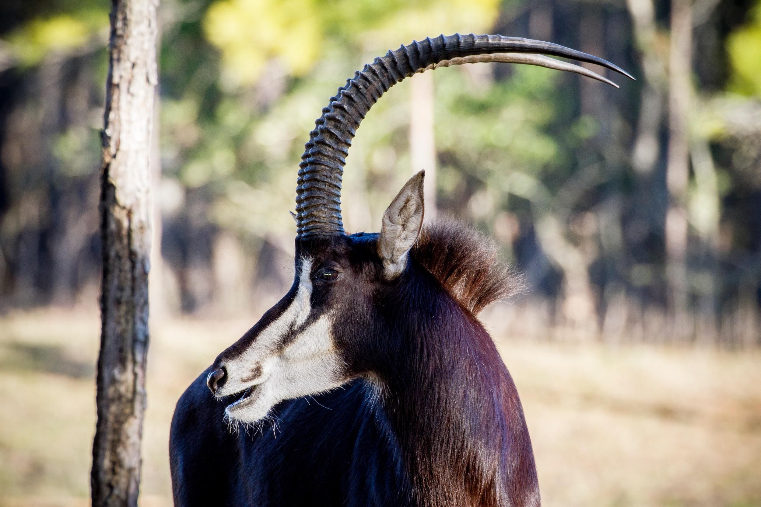 Huntsville Exotic Livestock For Sale 629 FM 405, Huntsville, TX