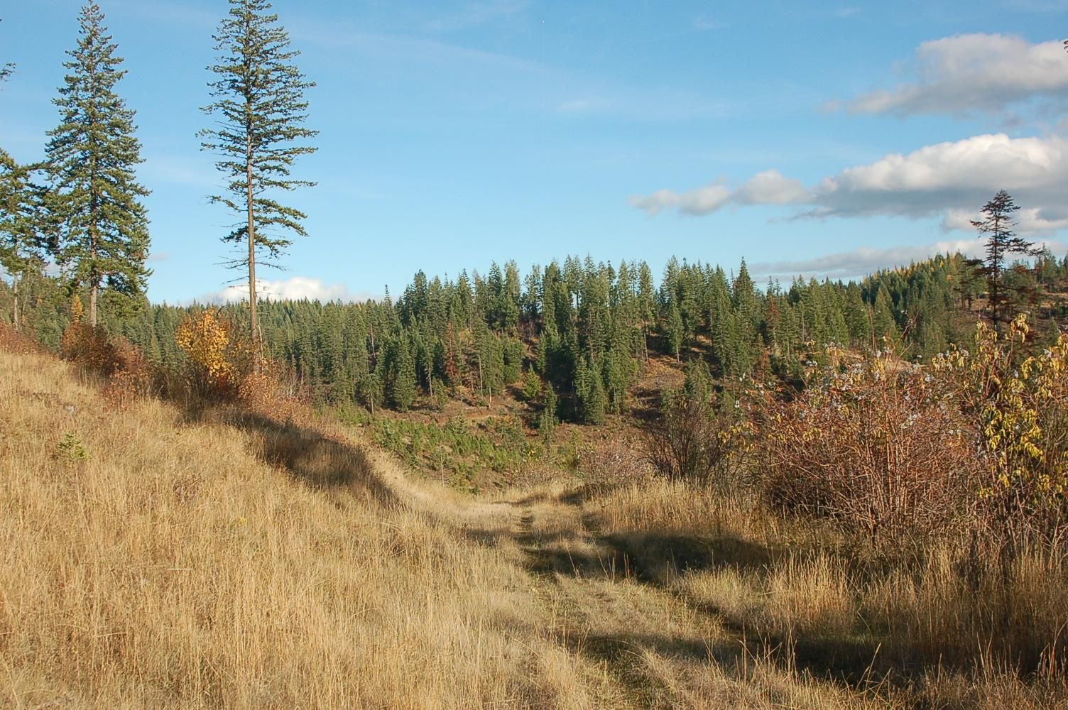 TBD Loseth Road, Orofino, ID 83544 Land and Farm