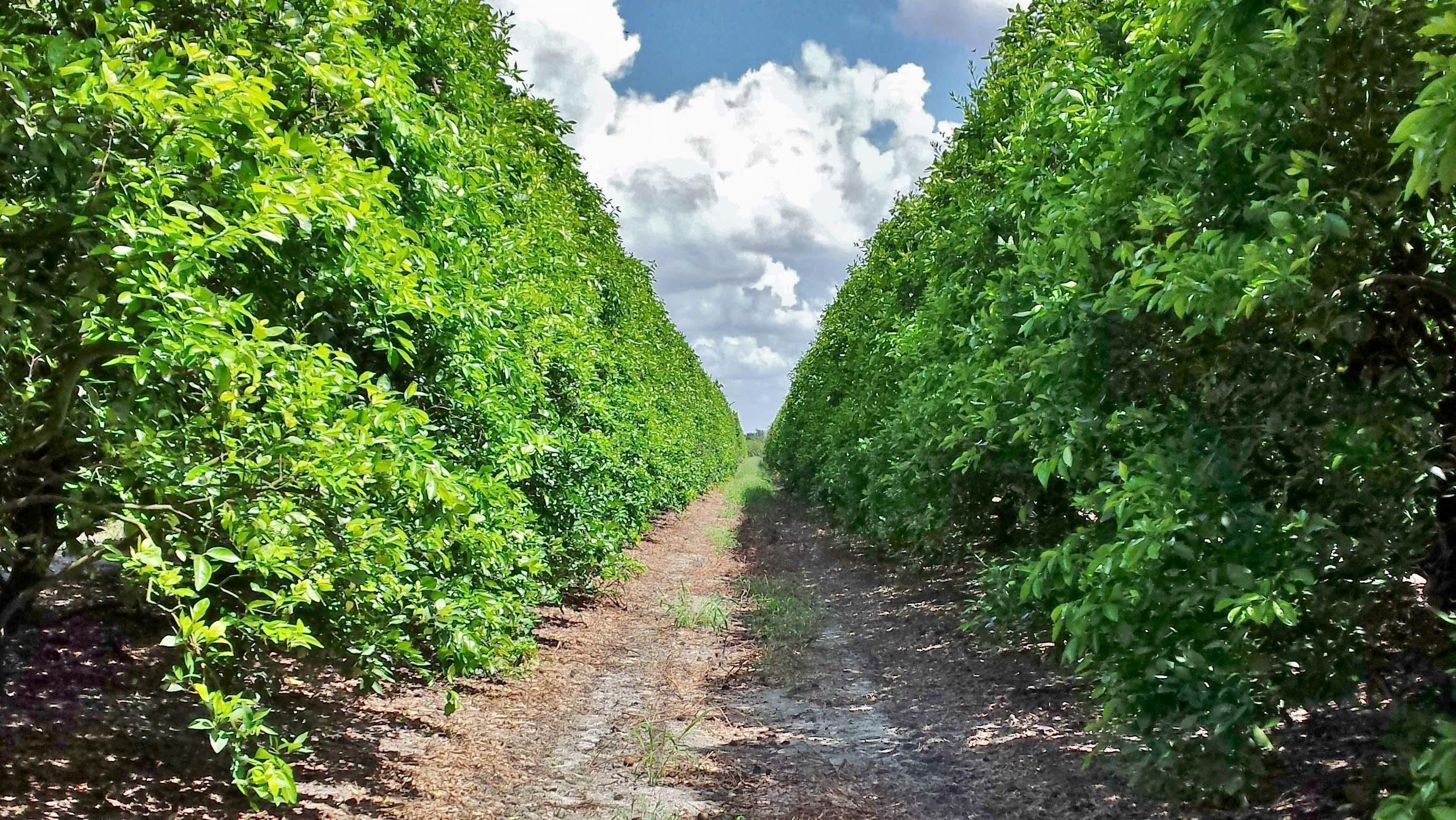 629 Acres, State Road 82, Felda, FL 33930 Land and Farm