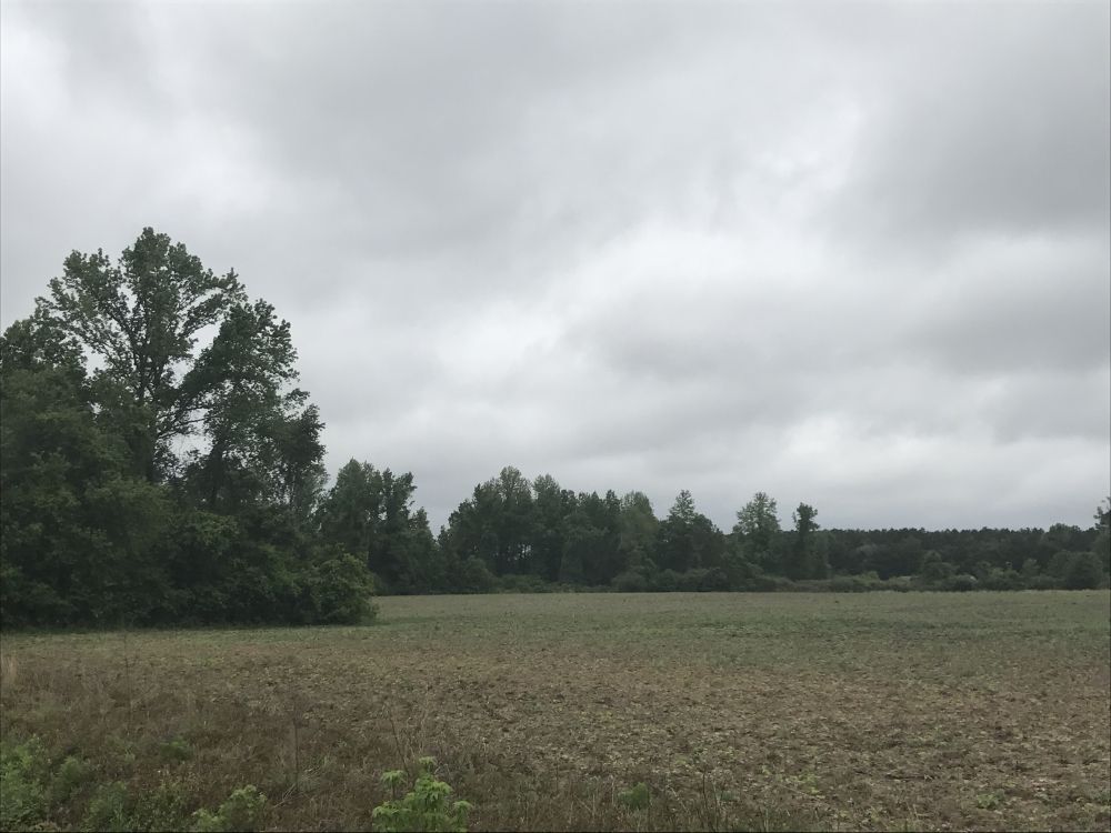 5 Acres, 0 Blackwell Farms Rd, Effingham, SC 29541 Land and Farm
