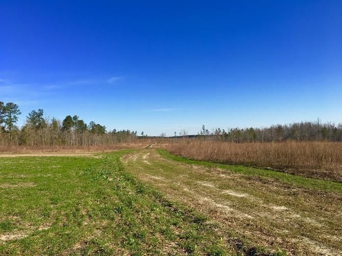 110 Acres, 8100 Hwy 78, Blackville, SC 29817 Land and Farm
