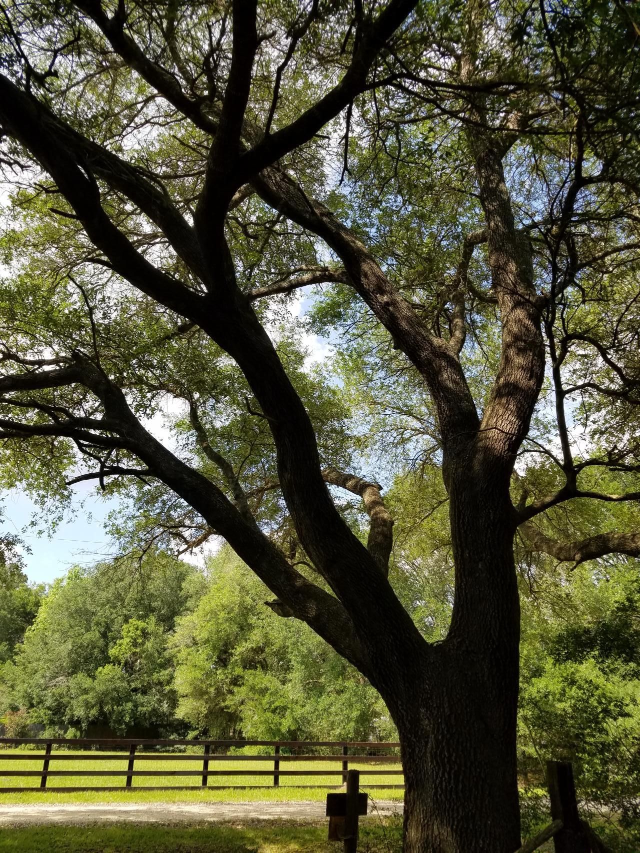 000 Tindall, Nome, TX 77629 Land and Farm