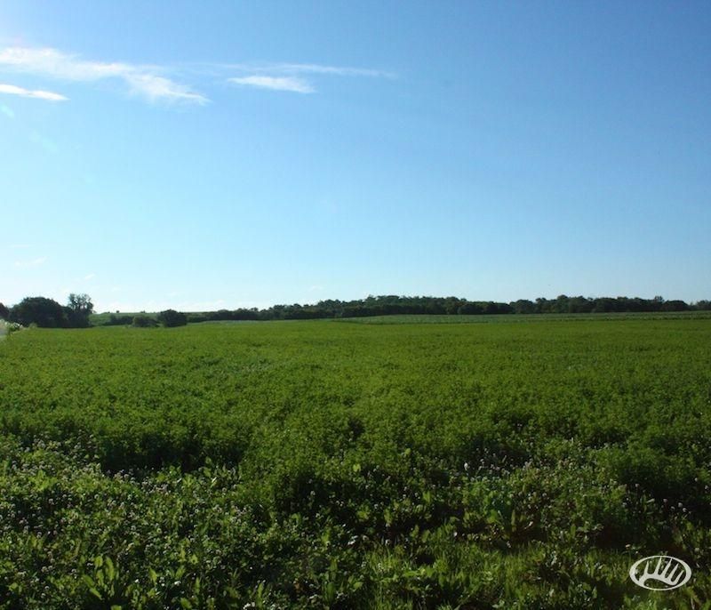 40 Acres, Fremont Store Road, Utica, MN 55979 Land and Farm