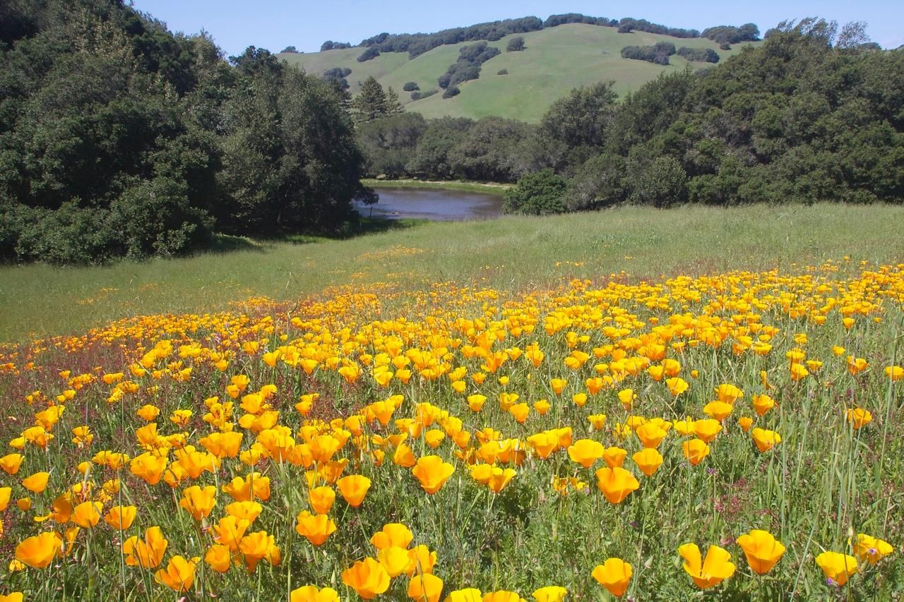 272 Acres, 4191 Adobe Road, Petaluma, CA 94954 Land and Farm