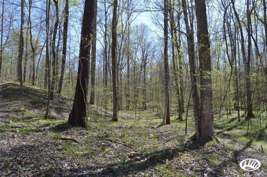 120 Acres, 0 Poplar Springs Road, Woodlawn, TN 37191 Land and Farm